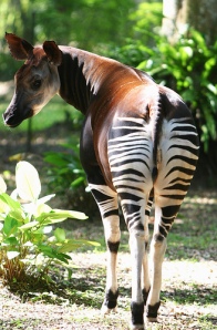 zebra, keledai, jerapah, kuda. llama??? Crazy Nights at Noah's Ark, mungkin saja ada benarnya